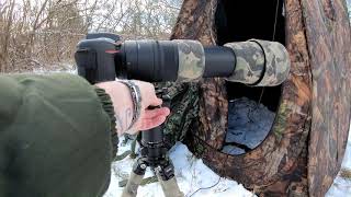 Im Tarnzelt Winter Buteo Photo Gear Photohide Buteo Mark II und D7500 Nikon