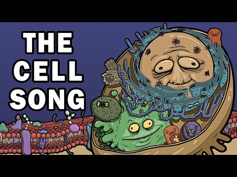 THE CELL ORGANELLE SONG