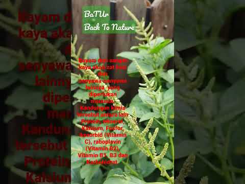 , title : 'BaTUr | Amaranthus Spinousus #farm #harvestmoon #spinach'