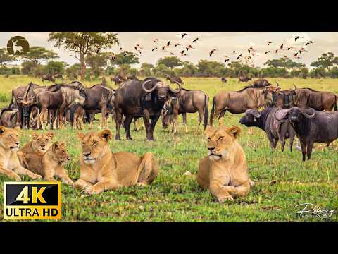 Meet the big animals of Kenya
