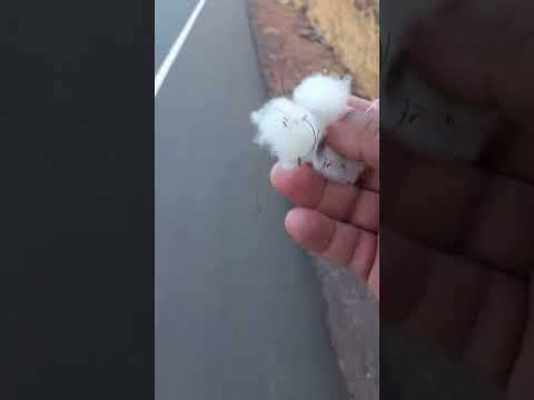 MOSTRANDO UM POUCO DA ESTRADA REFORMADA ENTRE CANTO DO BURITI E ELISEU MARTINS