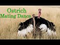 Ostrich Mating Dance