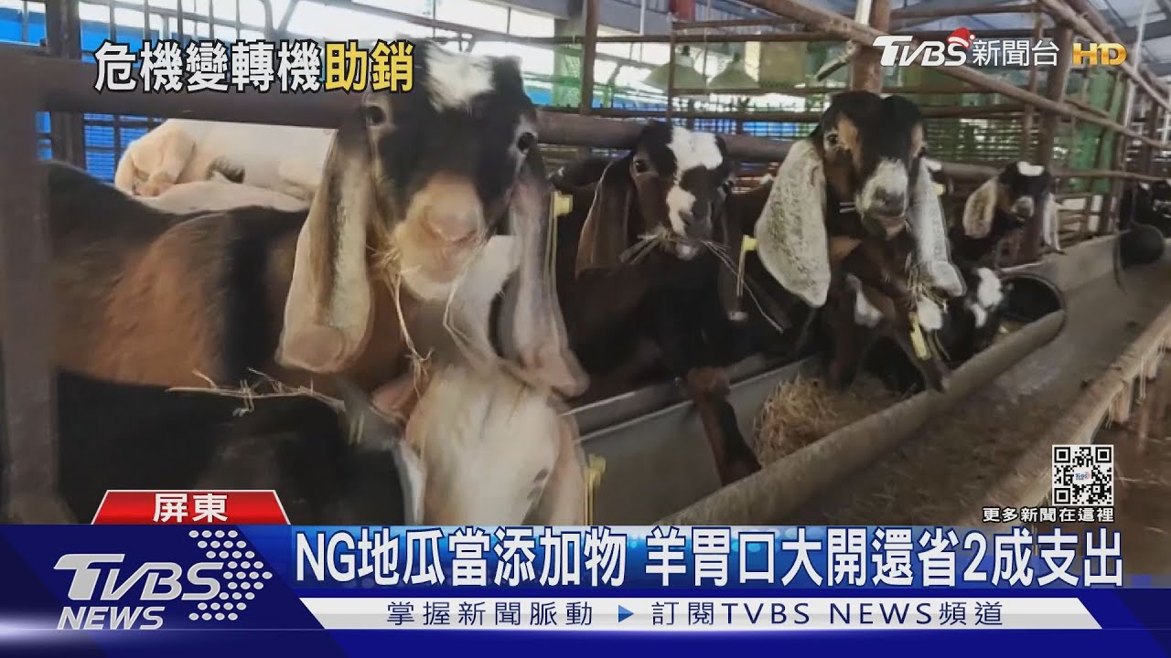 飼料暴漲　畜牧業急用NG地瓜養羊　意外省錢又肉質升級
