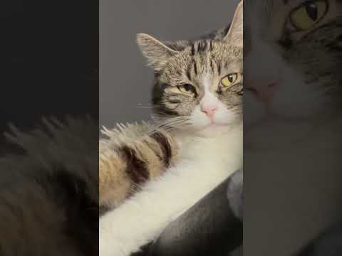 Cat says “Time for bed!!” #catonaleash #cats #cutecats