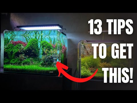 13 TIPS TO MAKE A BEAUTIFUL PLANTED TANK - AQUASCAPING TIPS FOR BEGINNERS
