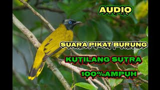 Download lagu suara pikat burung kutilang sutra terbaru paling ampuh mp3 Download lagu suara pikat burung kutilang sutra terbaru paling ampuh mp3