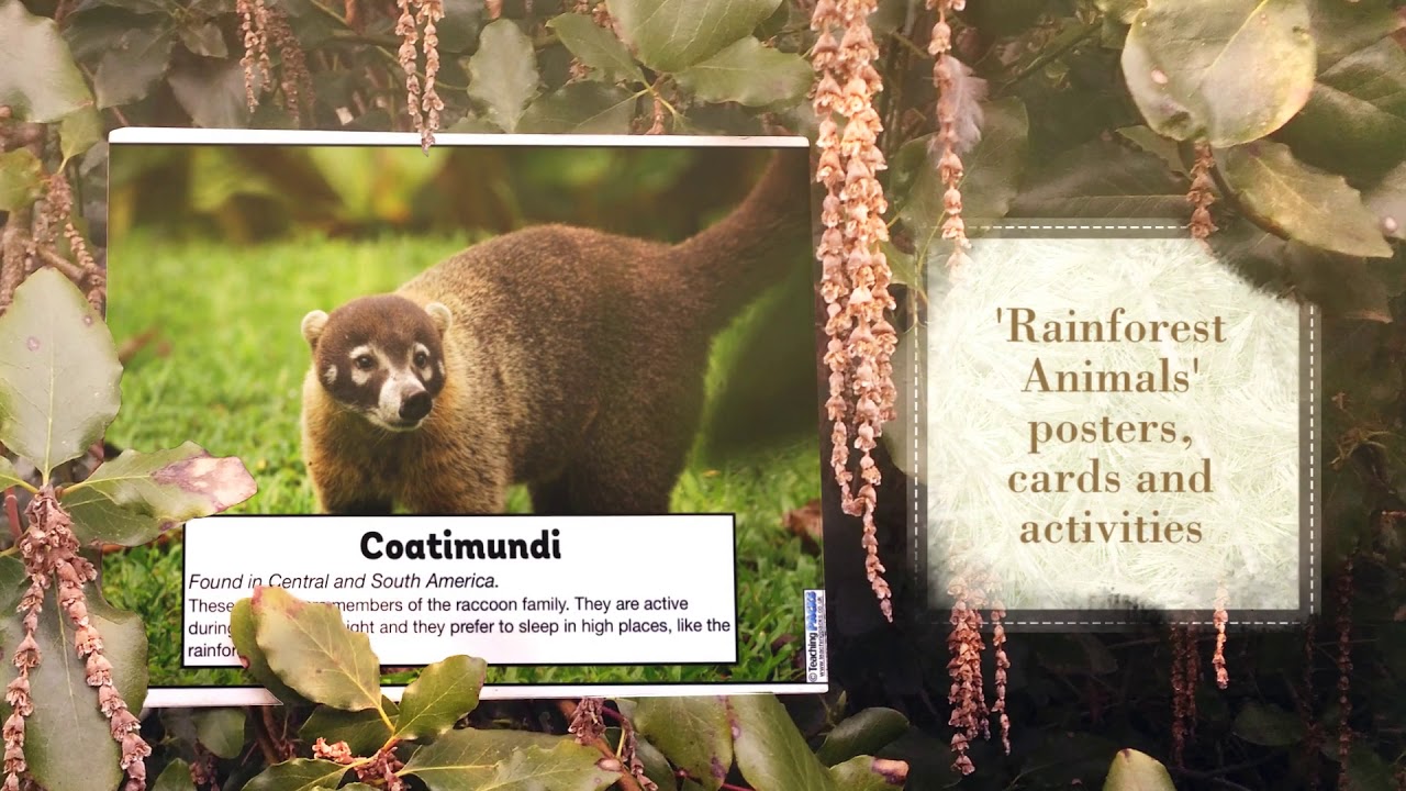 The Rainforests Mini Pack - Teaching Resources