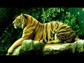 Katy Perry - Roar cover - Eye of the Tiger - Tiger ...