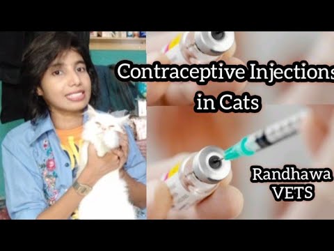 Contraceptive Injections in Cats