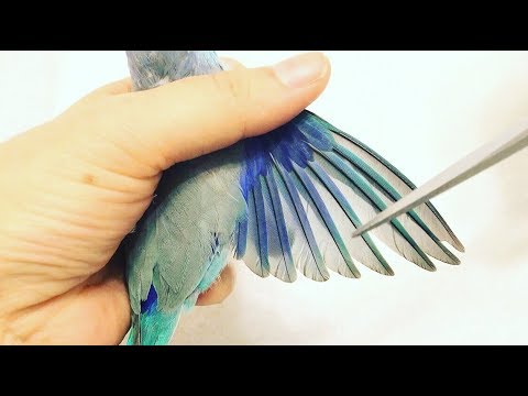 YouTube video about: Does petsmart clip bird wings?