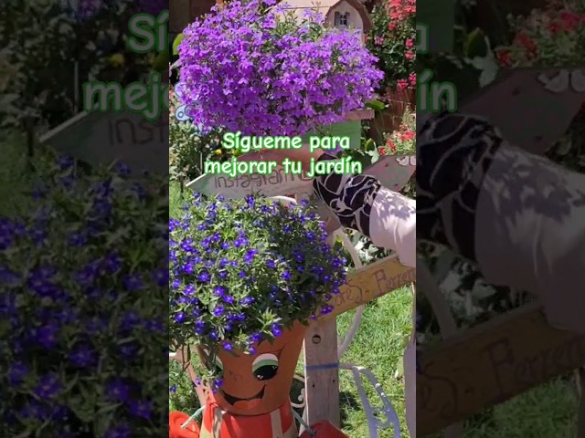 Vídeo relacionado con Lobelia la Planta de Primavera que Llena tu Jardín de Flores Naturales