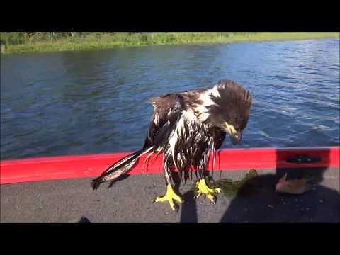 Young Eagle Rescued from Weeds