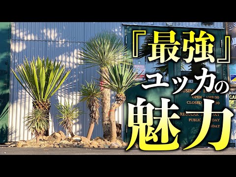 屋外ユッカケア 繁殖 分割 挿し木 種子