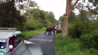 preview picture of video 'GROUP OF ELEPHANTS CROSSING ROAD IN MASINAGUDI WHILE JEEP SAFARI'