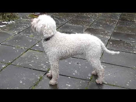 download lagu mp3 mp4 Lagotto Video, download lagu Lagotto Video gratis, unduh video klip Lagotto Video