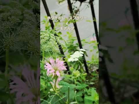 bac-a-fleurs-rebord-fenetre-plantes-succulentes