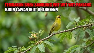 Download lagu PANCINGAN PLECI NEMBAK BREN PANJANG SAMBUNG WIT WIT WIT, BIKIN LAWAN CEPAT IKUT NEMBAK mp3