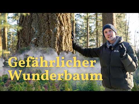 Douglasie: Klimawandel-Retter oder Ökosystem-Killer?