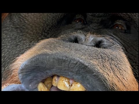 YouTuber Face Reveals