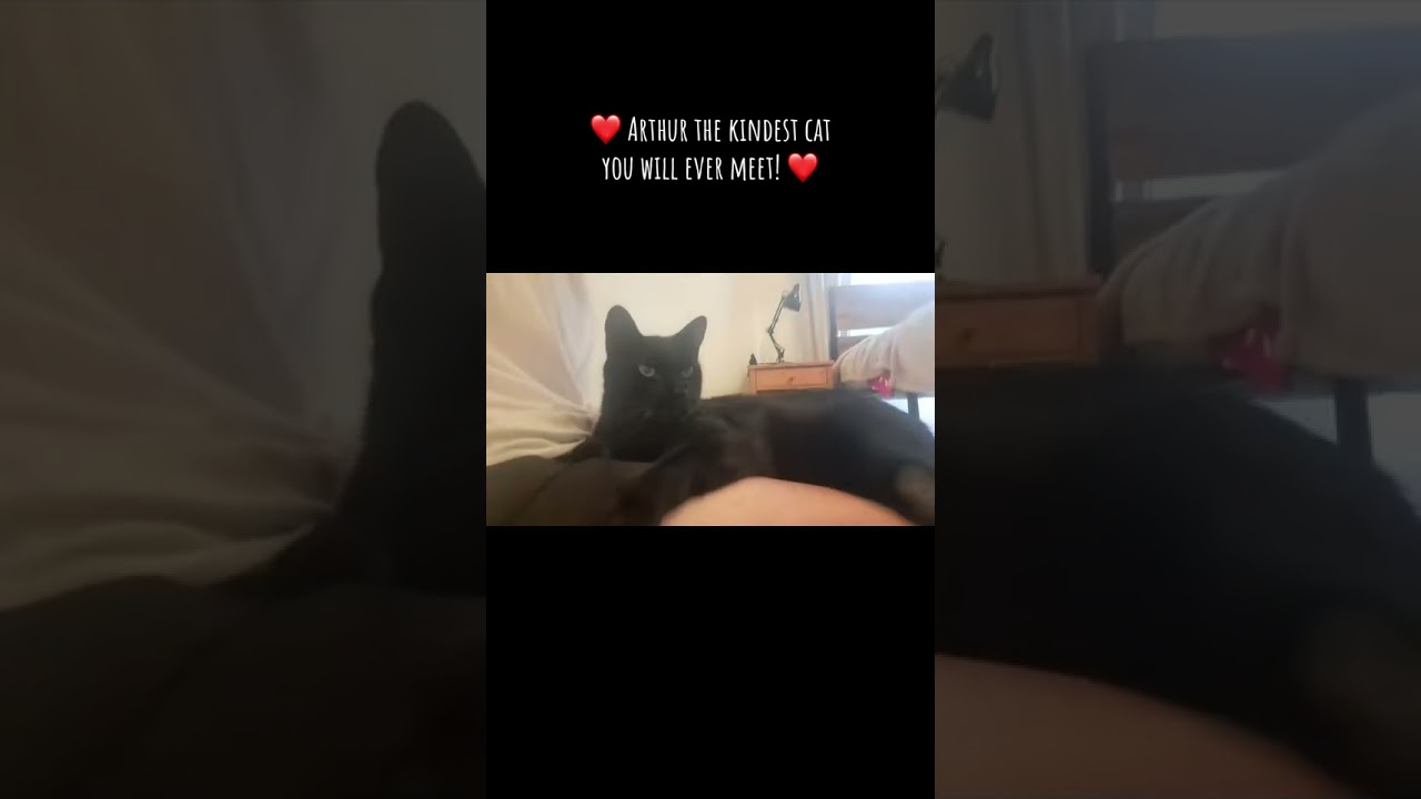 Arthur, a Adoptable Domestic Short Hair in Long Beach, NY video 5/5