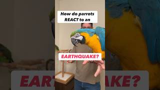 How Do Parrots React to an Earthquake? #birds #newyork