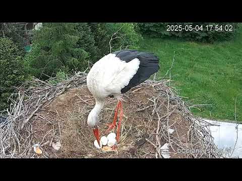 🥚Wybuchowe jajko ❗ Bociany Ustroń - 04 05 2025