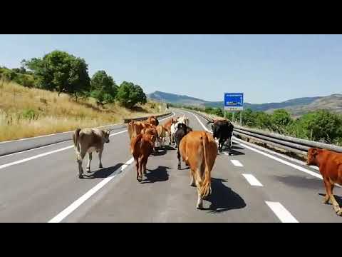 Mandria di mucche incustodita sulla SS 117, nei pressi della galleria Stella San Martino