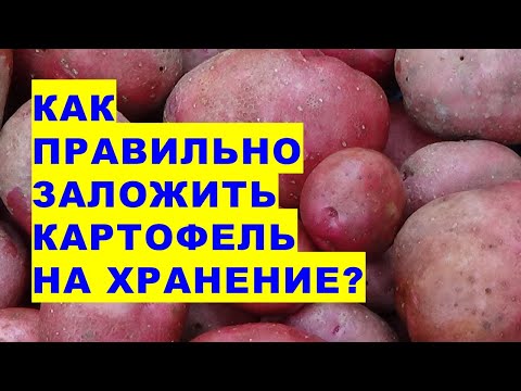 , title : 'Как правильно подготовить картошку к хранению зимой? В каком секретном растворе купается картошка'