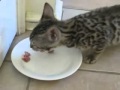 Кот издаёт смешные звуки когда ест 
