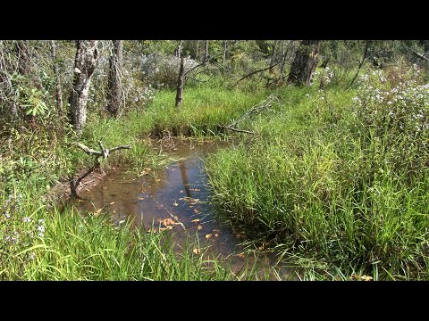 Environment Matters - World Wetlands Day 2022