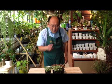 フィットニア メンテナンス スーツ テラリウム 垂直庭園