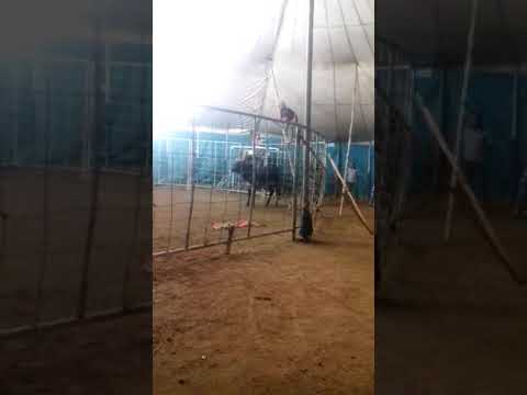 Salto mortal para frente de Sima da Arena na cabeça do touro de costa