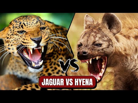 image-What animal would kill a Jaguar?