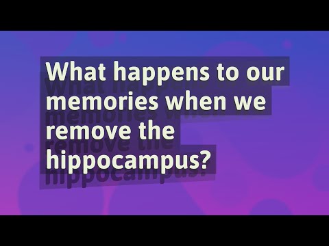 What happens to our memories when we remove the hippocampus?