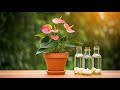 Few People Know That 1 Bottle Makes A Weak Anthurium Healthy And Blooms Like Crazy