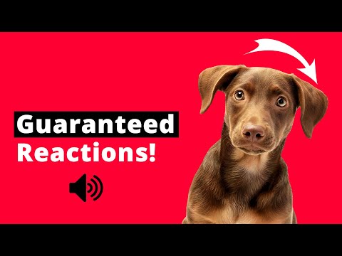 SOUNDS for DOGS to MOVE THEIR HEADS - Noises and Effects 🐶