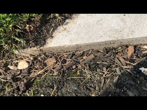Lots & Lots of Ants Outside by the Deck in West Creek, NJ