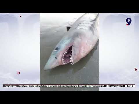 Pescadores encontraron tiburón en playa de Penco