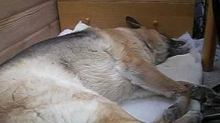 Howling in his sleep