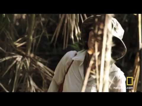 Woman Raised By Monkeys Nat Geo documentary. Monkey search.