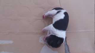 超可愛!出生二天的小狗狗愛翻身