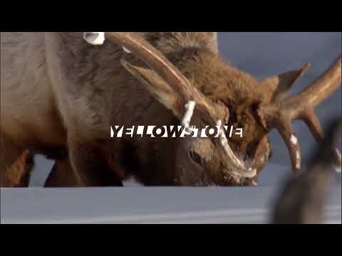 Documentales de la BBC presenta: Yellowstone