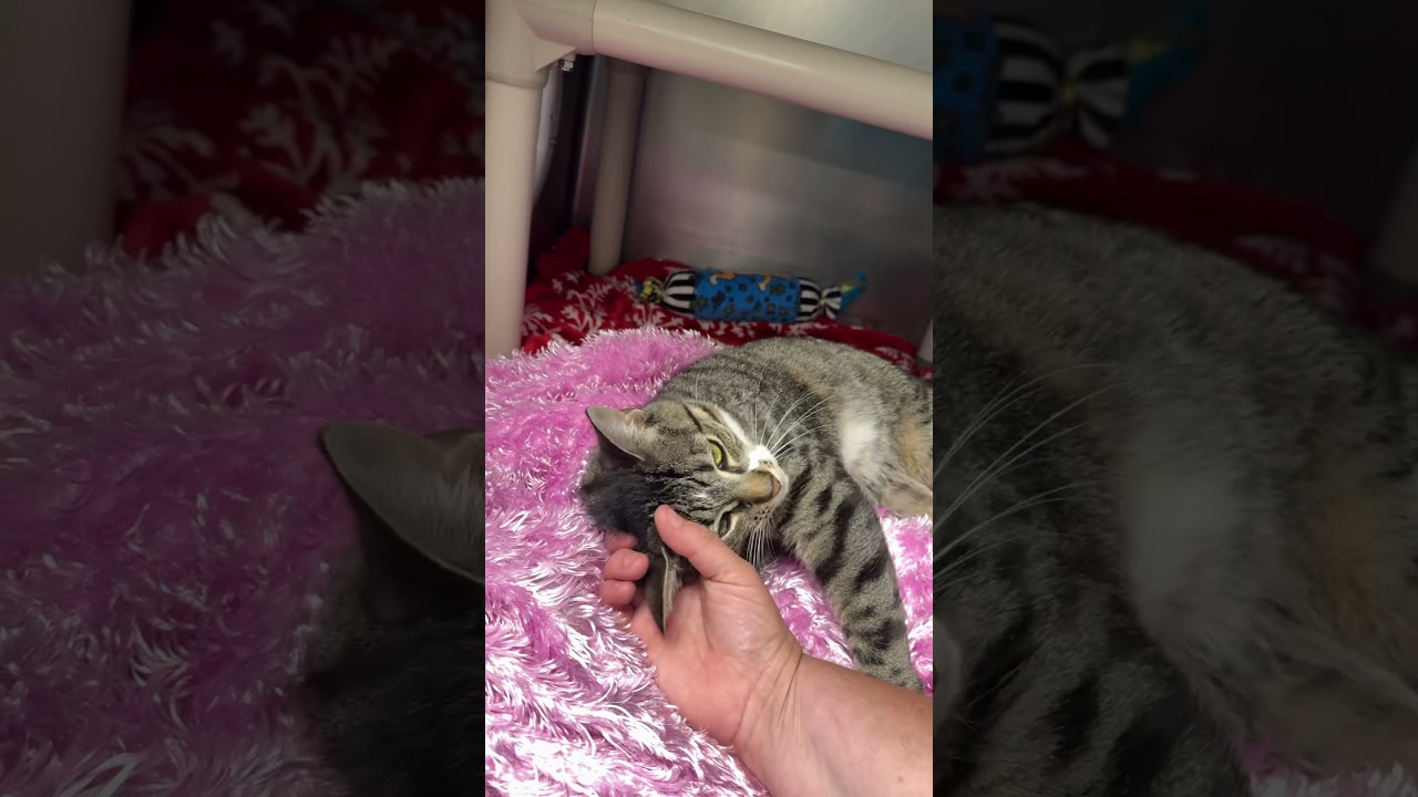 "Valentina", a Adoptable Domestic Short Hair in Perkiomenville, PA video 3/3