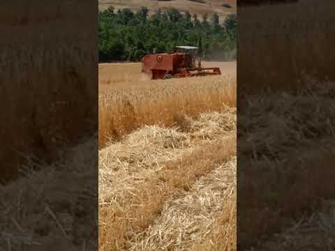 trebbiatura 2022 laverda m112