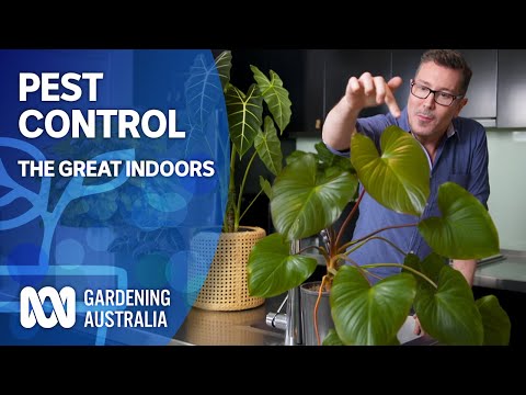 Pest control for indoor plants | The Great Indoors | Gardening Australia