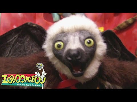 Flying Buddies | Zoboomafoo - WildBrain | Movies for Kids