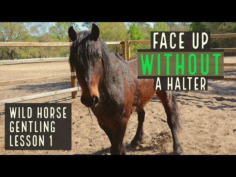 Face Up | Wild Horse Gentling | Lesson 1