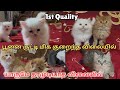 யாருமே தரமுடியாத விலையில் PERSIAN CATS CAT FOR SALE RU