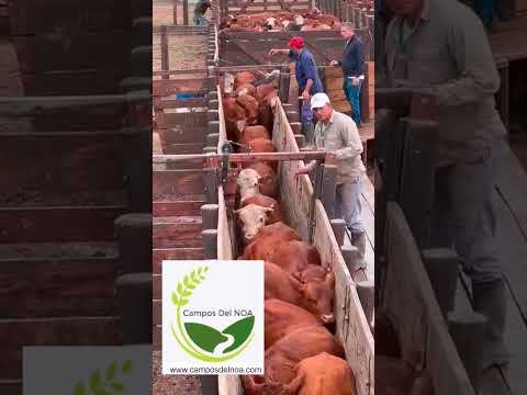 Establecimiento ganadero en Laprida, Santiago del Estero. Argentina.