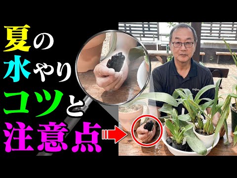 蘭に最適な水やり方法を知っていますか?溺れないようにする方法は次のとおりです！  庭園